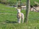 Tiere / Animals
