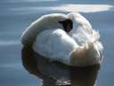1361 @Hamburg_Alster_Schwan_schlaeft