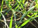 2675 @Tteberg SH Gras Wassertropfen