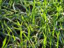 2696 @Tteberg SH Gras Wassertropfen
