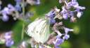0165 @HH Botanischer Garten Schmetterling (cut)