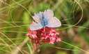 0195 @HH Botanischer Garten blauer Schmetterling (cut)
