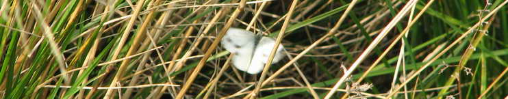 0235 @HH Botanischer Garten Schmetterling (cut)