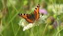 0323 @HH Botanischer Garten oranger Schmetterling (cut)