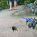 0427 @HH Botanischer Garten Hummel Abflug (cut)