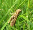 0087 @Elbe Wittenbg. - Grasshuepfer (cut)
