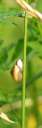 0109 @Elbe Wittenbg. - Schnecke (cut)