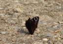 5684 @Botanischer Garten Schmetterling cut