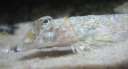 4994 @Multimar Wattforum - Fisch cut