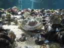 4996 @Multimar Wattforum - Fische