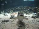 5008 @Multimar Wattforum - Fische