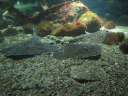 5055 @Multimar Wattforum - Fische