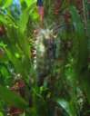 5089 @Multimar Wattforum - Seepferdchen cut