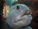 5103_@Multimar Wattforum - Fisch