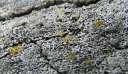 5183 @Multimar Wattforum - Walschaedel cut