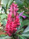 4522_@HH Planten&Blomen