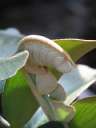 4563_@HH Planten&Blomen