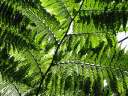 4590_@HH Planten&Blomen
