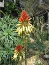 4646_@HH Planten&Blomen