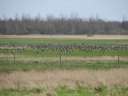 5264 @Naturschutzgebiet Katingsiel Vogelschwarm