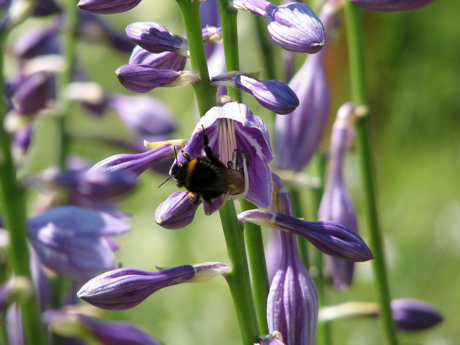 13990_@Botanischer_Garten_Kiel