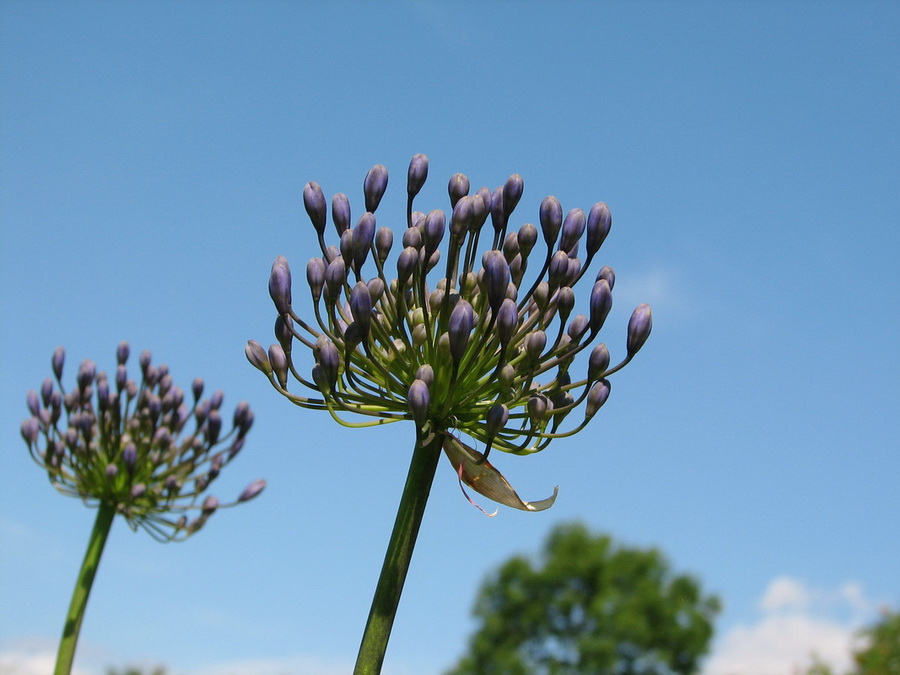 13995_@Botanischer_Garten_Kiel