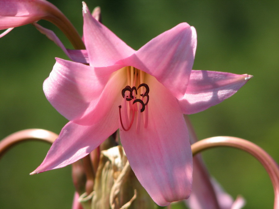 13999_@Botanischer_Garten_Kiel