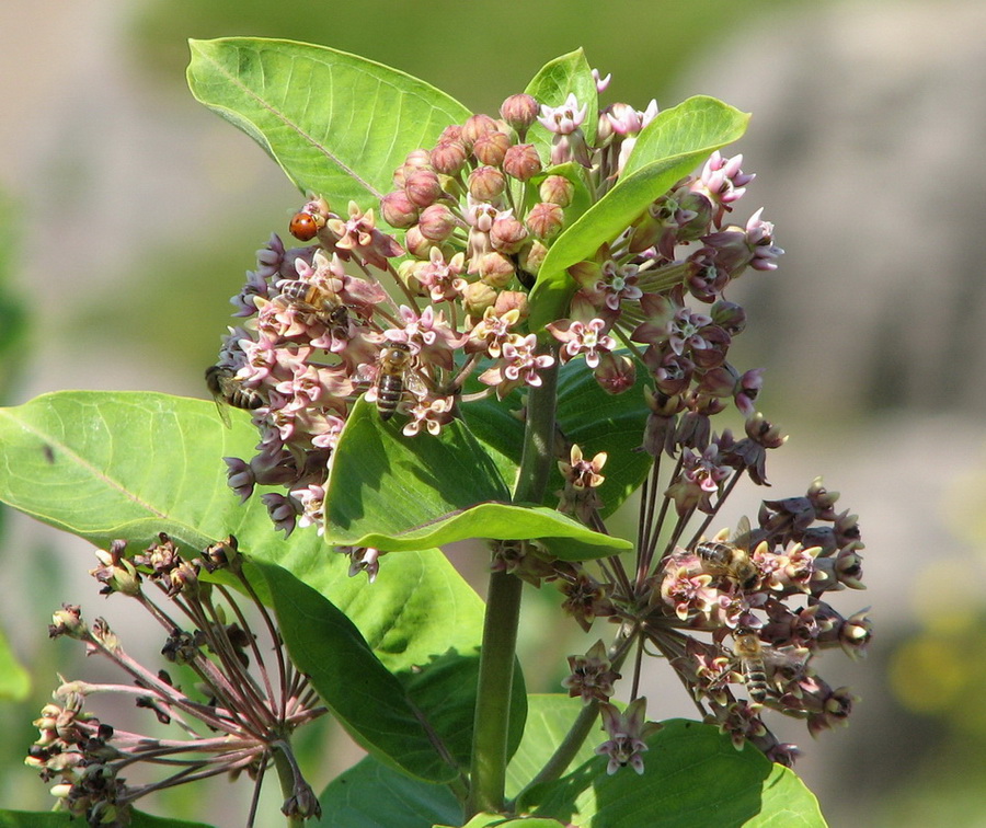14047_@Botanischer_Garten_Kiel_cut