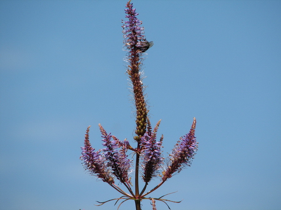14070_@Botanischer_Garten_Kiel