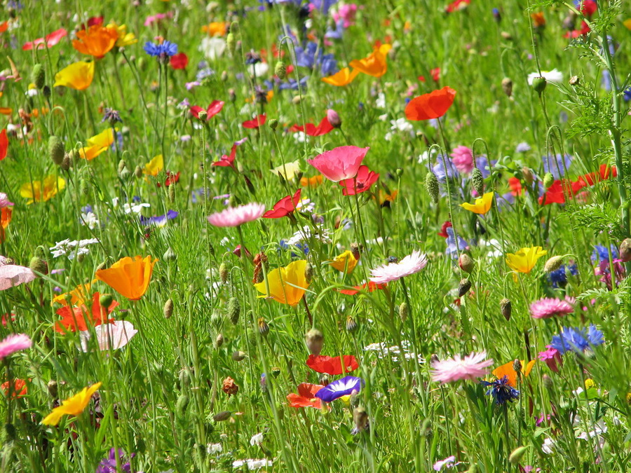 14079_@Botanischer_Garten_Kiel