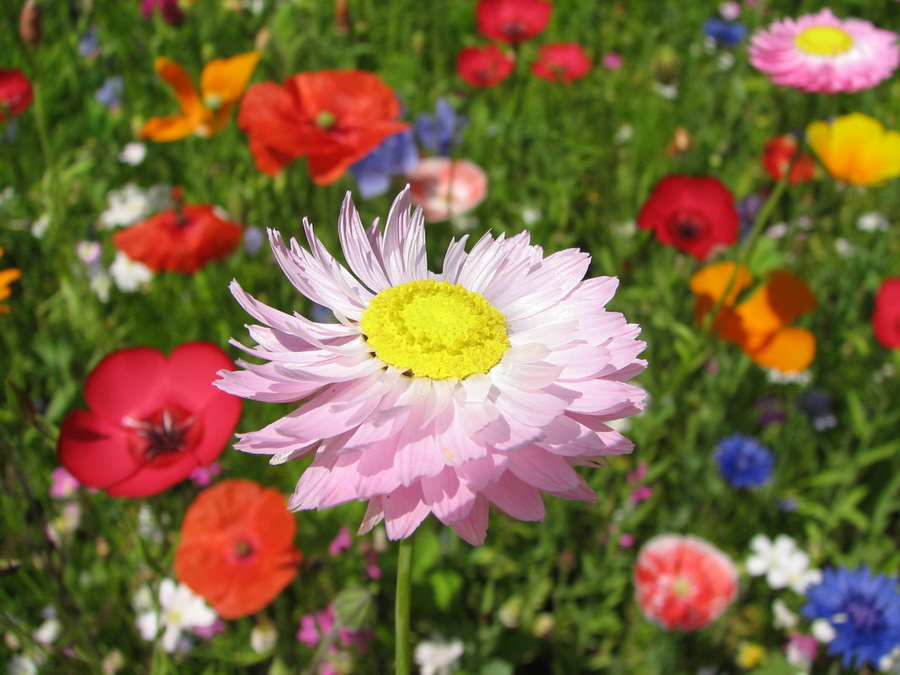 14081_@Botanischer_Garten_Kiel