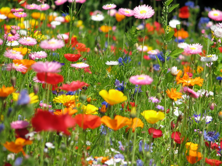 14093_@Botanischer_Garten_Kiel