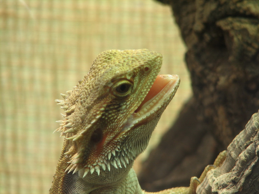 14151_@Botanischer_Garten_Kiel