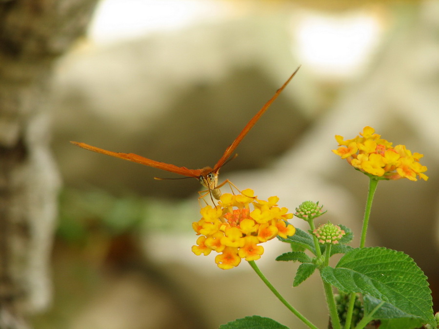 14202_@Botanischer_Garten_Kiel_Schmetterlinge