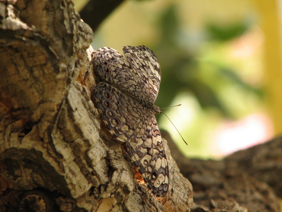 14231_@Botanischer_Garten_Kiel_Schmetterlinge