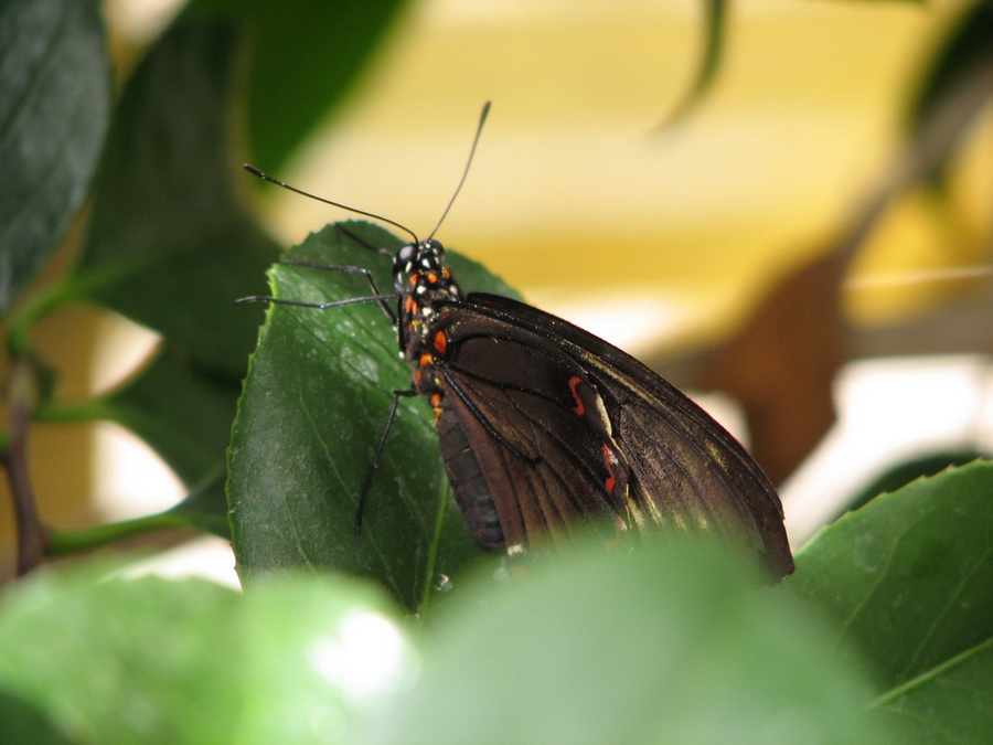14246_@Botanischer_Garten_Kiel_Schmetterlinge