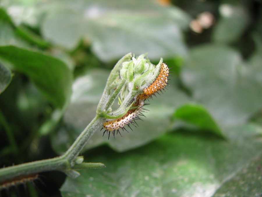 14290_@Botanischer_Garten_Kiel_Schmetterlinge