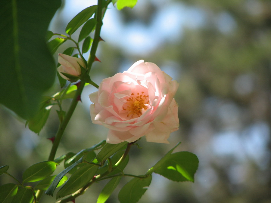 13376_@Botanischer_Garten_Klein_Flottbeck_10.06.07