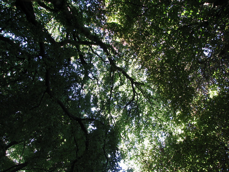13402_@Botanischer_Garten_Klein_Flottbeck_10.06.07