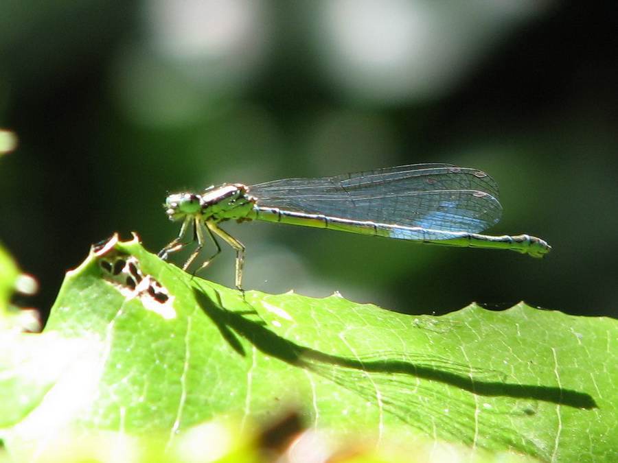 13404_@Botanischer_Garten_Klein_Flottbeck_10.06.07_cut