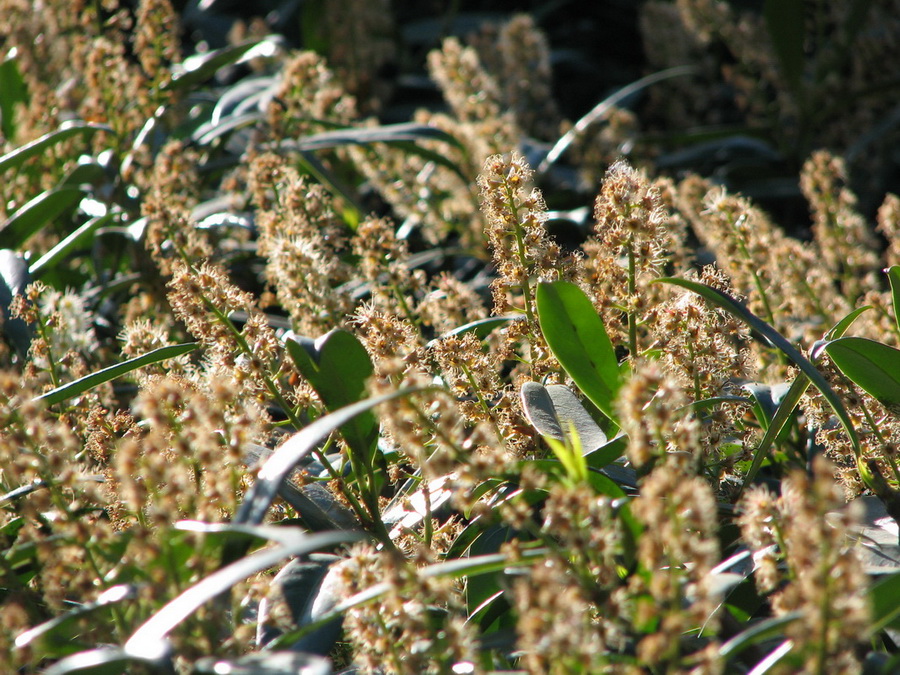 1_20070429_1747-001@Hamburg-Planten_un_Blomen
