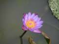 15362_@aboretum_ellerhoop