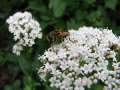 15455_@aboretum_ellerhoop