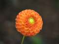 15610_@aboretum_ellerhoop