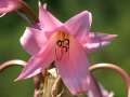 13999_@Botanischer_Garten_Kiel