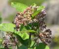 14047_@Botanischer_Garten_Kiel_cut