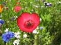 14083_@Botanischer_Garten_Kiel