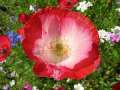 14088_@Botanischer_Garten_Kiel