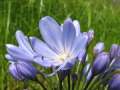14102_@Botanischer_Garten_Kiel