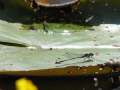 14108_@Botanischer_Garten_Kiel_cut